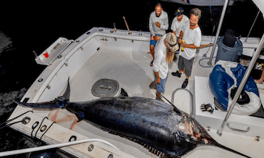 Bermuda Triple Crown Billfish Championship